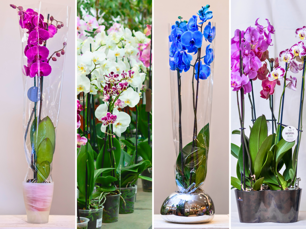 TJN-Phalaenopsis-Orchid-Purchasing-Your-Orchid