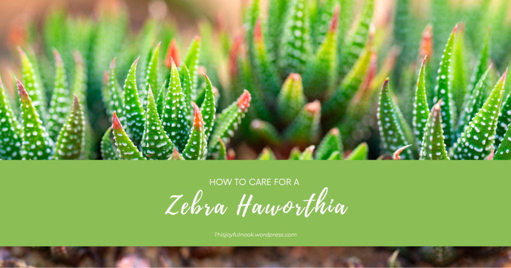 How to Care for a Zebra Haworthia
